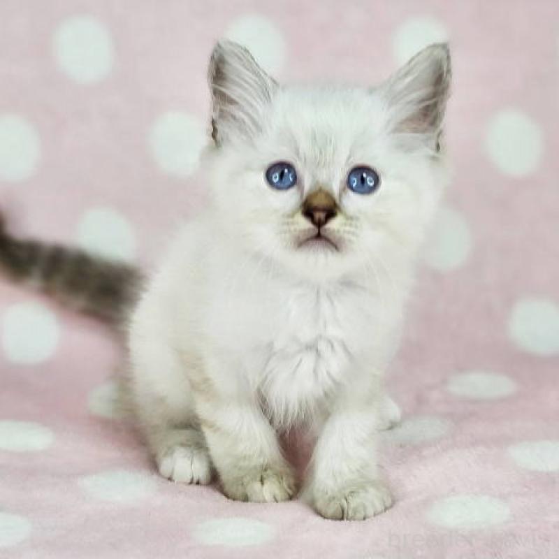 販売中の千葉県のバーマン-139087の2枚目