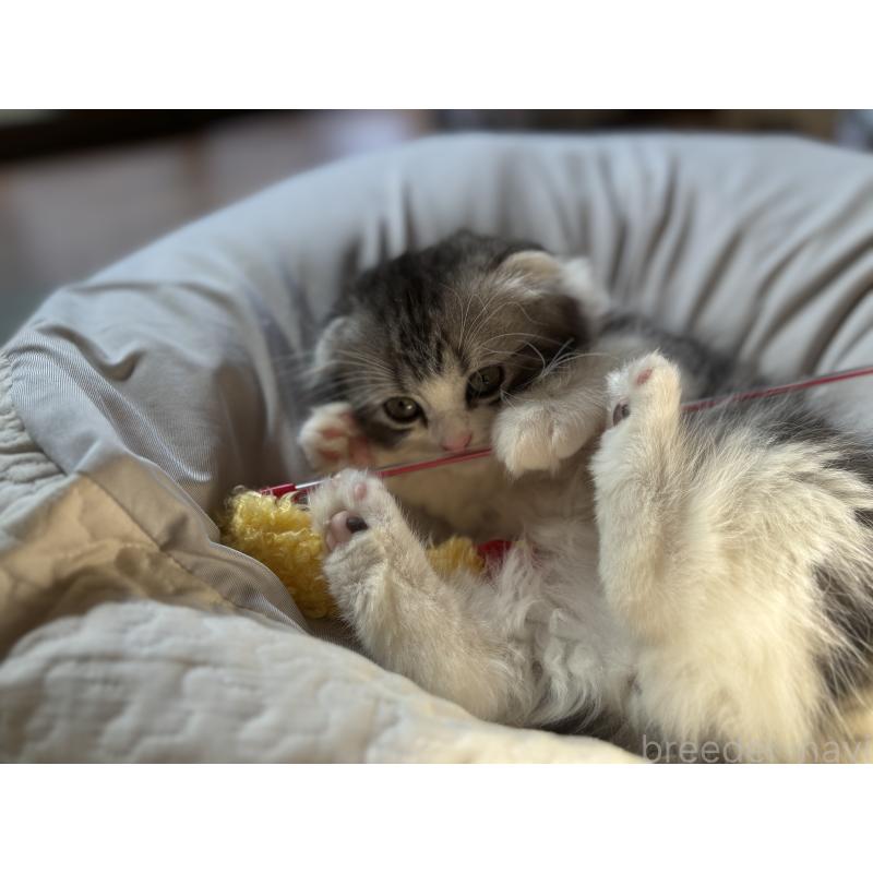 販売中の千葉県のスコティッシュフォールド(折れ耳)-136101の3枚目