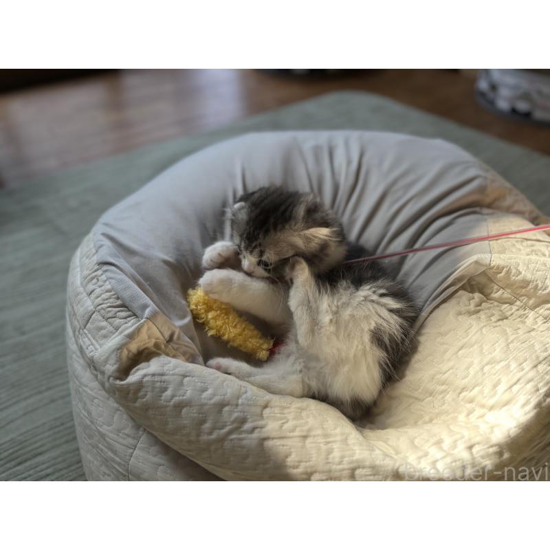 販売中の千葉県のスコティッシュフォールド(折れ耳)-136101の2枚目