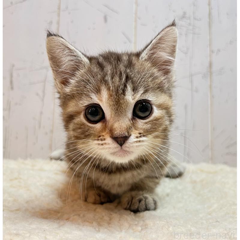 販売中の千葉県のマンチカン(短足)-138422