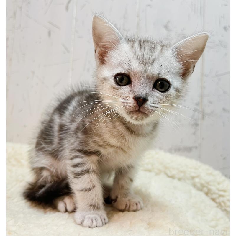 販売中の千葉県のアメリカンショートヘア-139089の1枚目