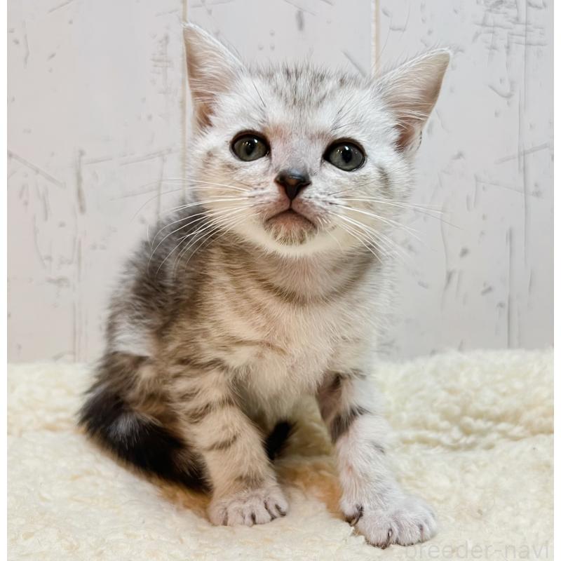 販売中の千葉県のアメリカンショートヘア-139089の6枚目