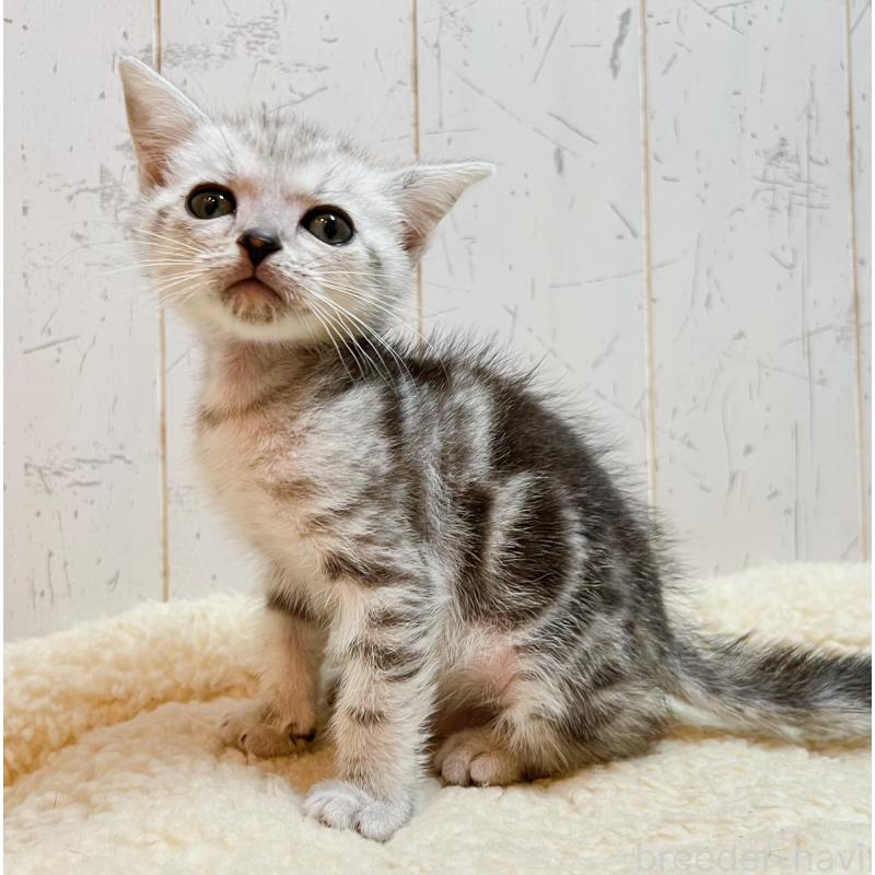 販売中の千葉県のアメリカンショートヘア-139089の4枚目