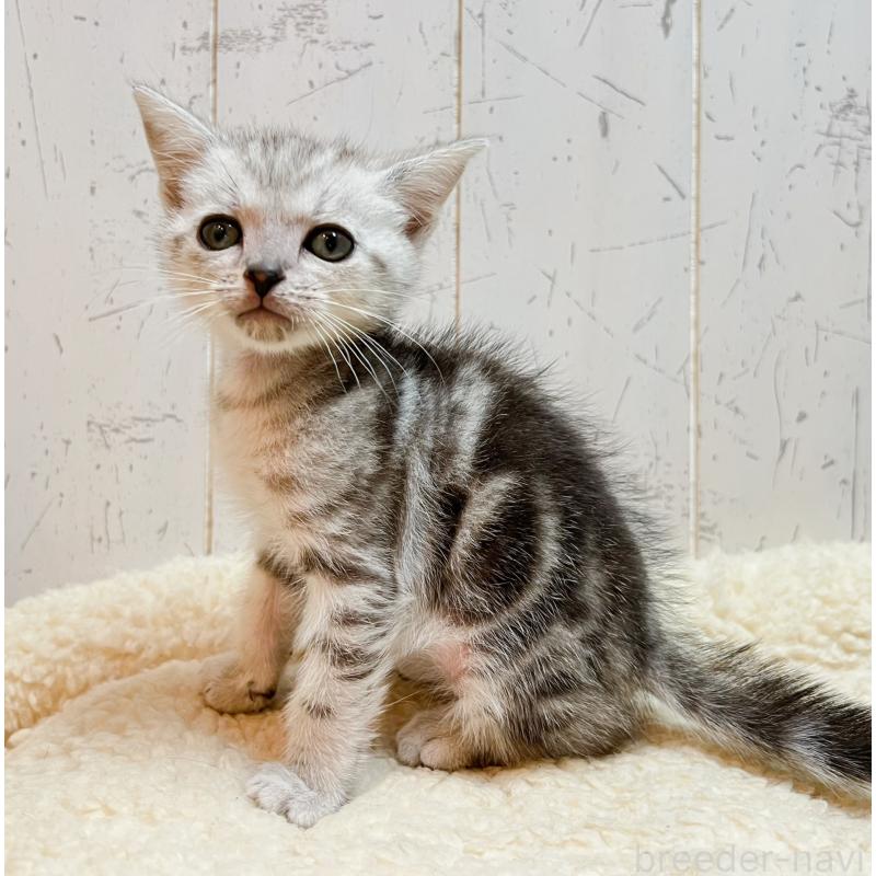 販売中の千葉県のアメリカンショートヘア-139089の3枚目