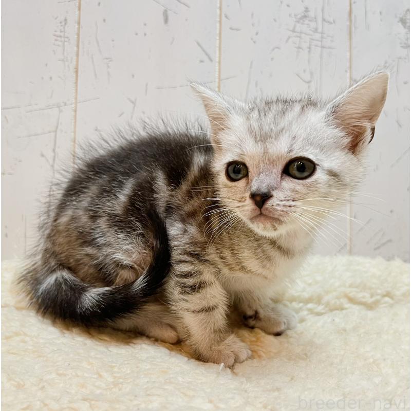 販売中の千葉県のアメリカンショートヘア-139089の2枚目