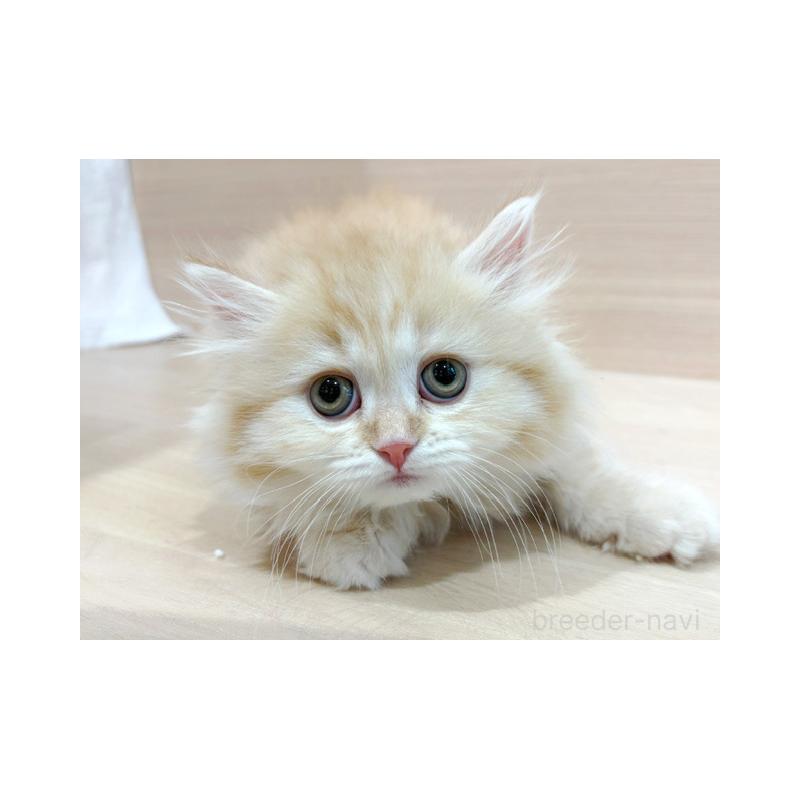 販売中ののマンチカン-139090