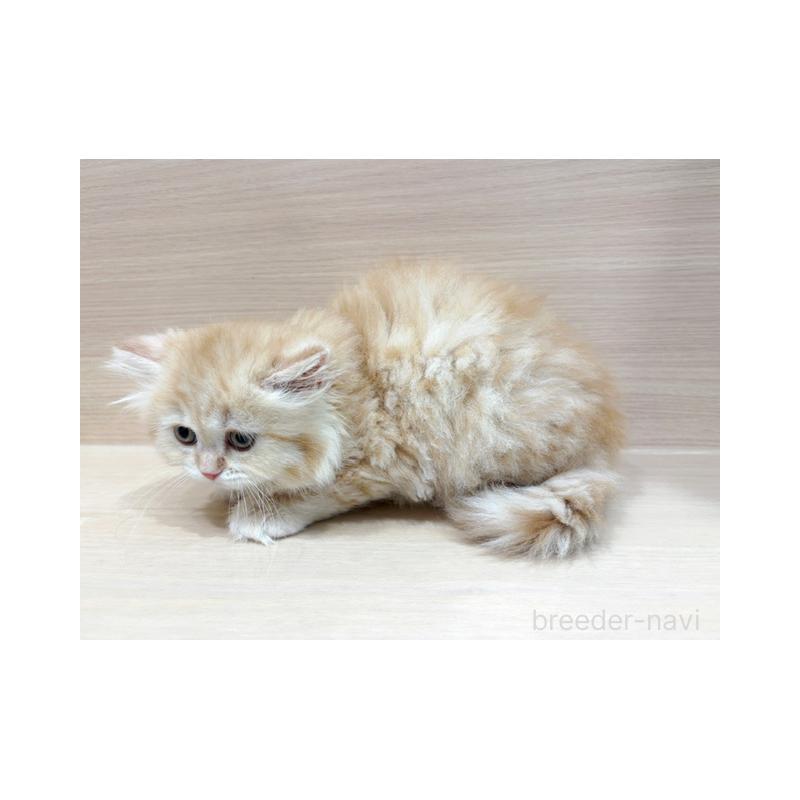 販売中の東京都のマンチカン-139090の5枚目