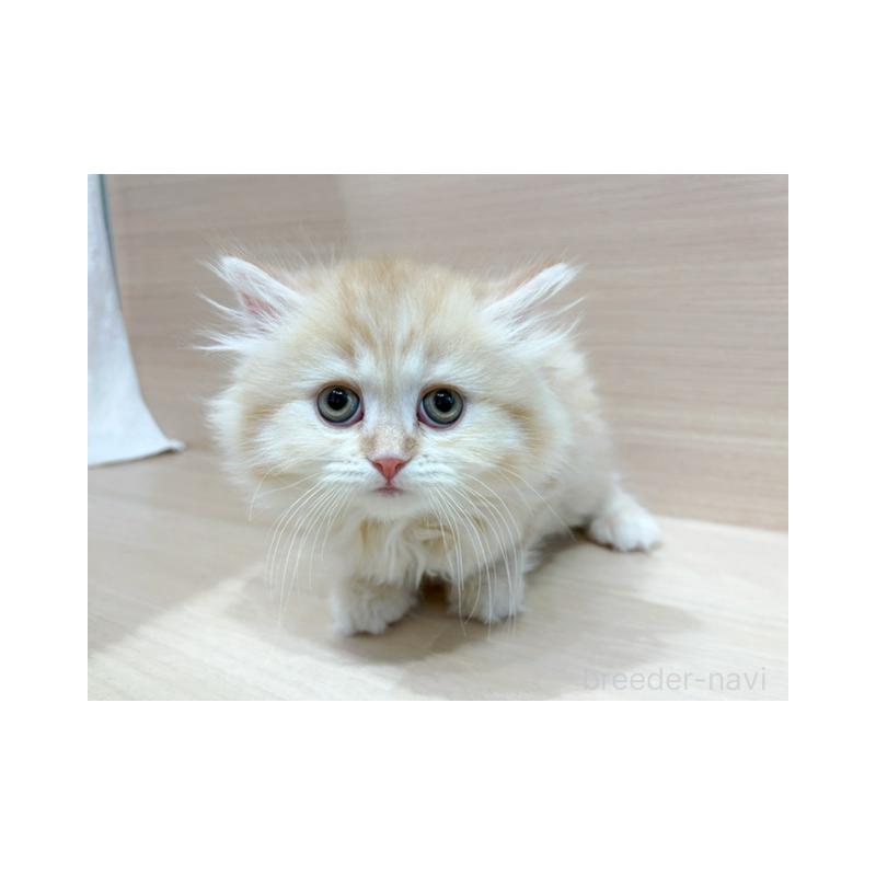 販売中の東京都のマンチカン-139090の4枚目