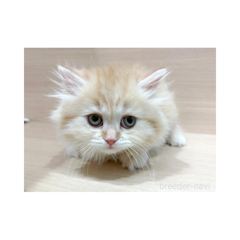 販売中の東京都のマンチカン-139090の3枚目