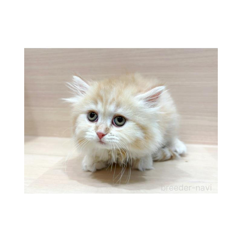 販売中の東京都のマンチカン-139090の2枚目