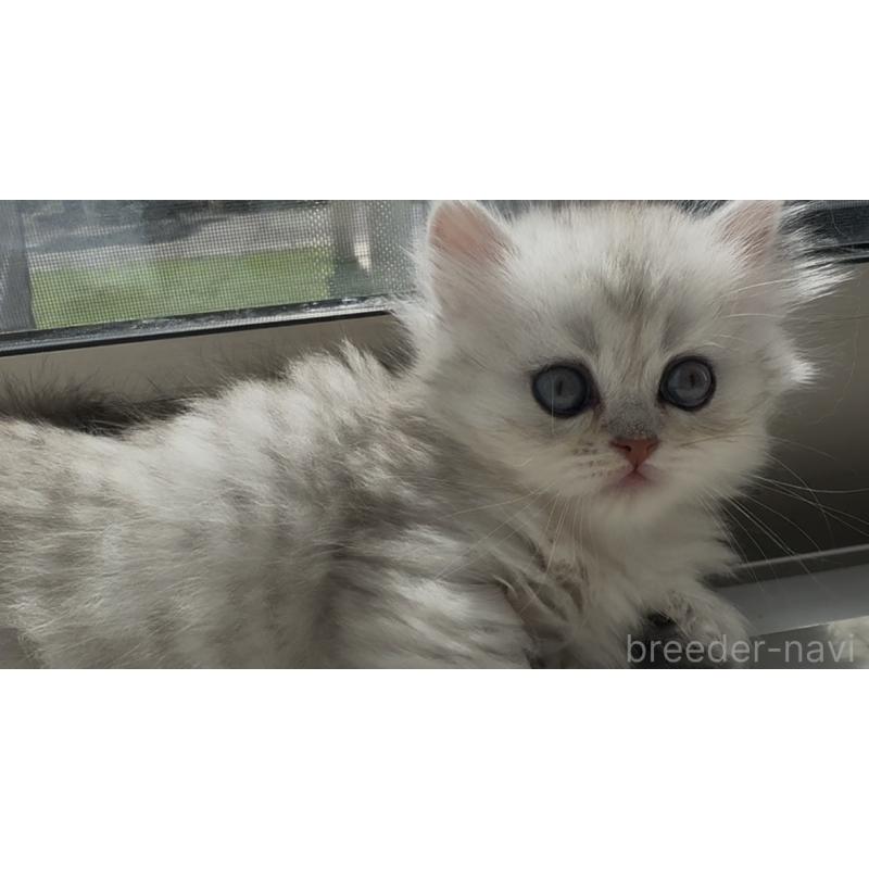 販売中の埼玉県のミヌエット(短足)-139091の11枚目