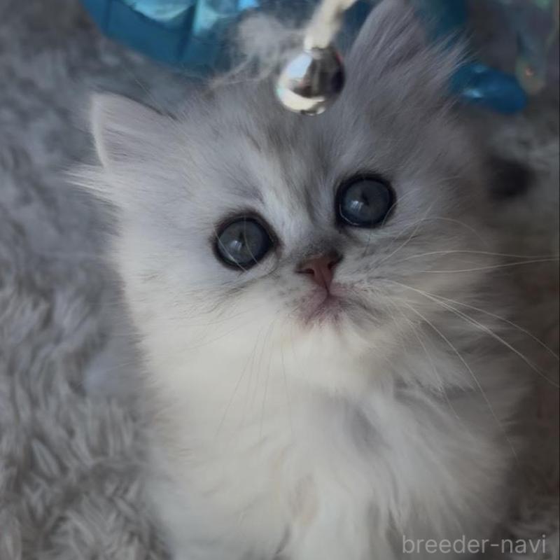 販売中の埼玉県のミヌエット(短足)-139091の1枚目