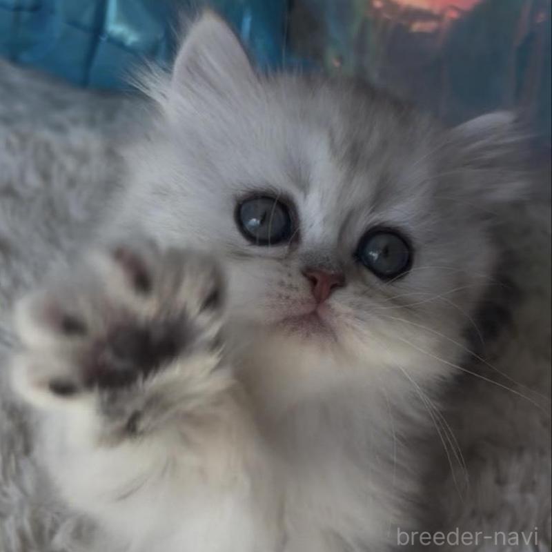 販売中の埼玉県のミヌエット(短足)-139091の10枚目