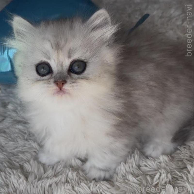 販売中の埼玉県のミヌエット(短足)-139091の9枚目