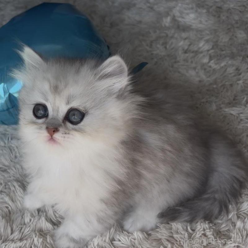 販売中の埼玉県のミヌエット(短足)-139091の8枚目