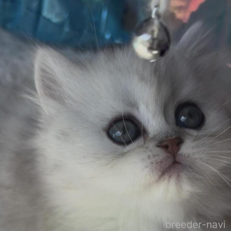 販売中の埼玉県のミヌエット(短足)-139091の7枚目