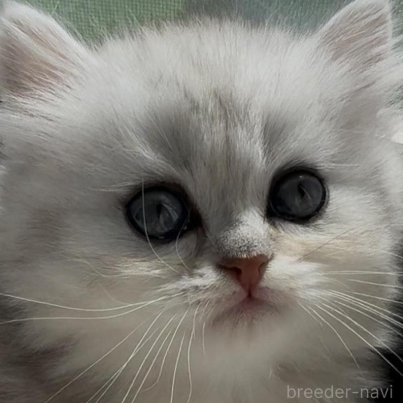 販売中の埼玉県のミヌエット(短足)-139091の6枚目