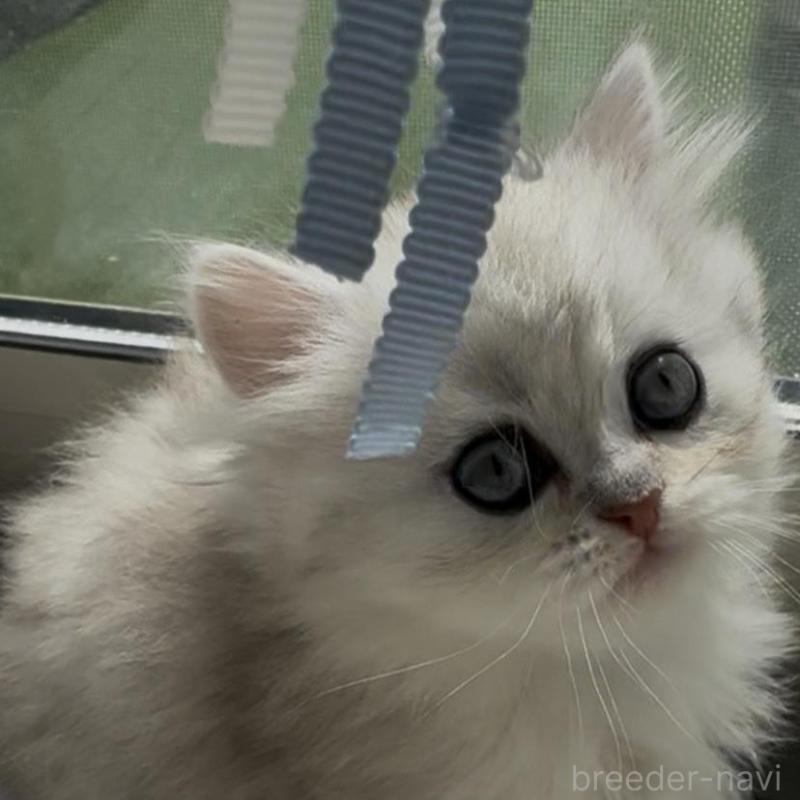 販売中の埼玉県のミヌエット(短足)-139091の4枚目