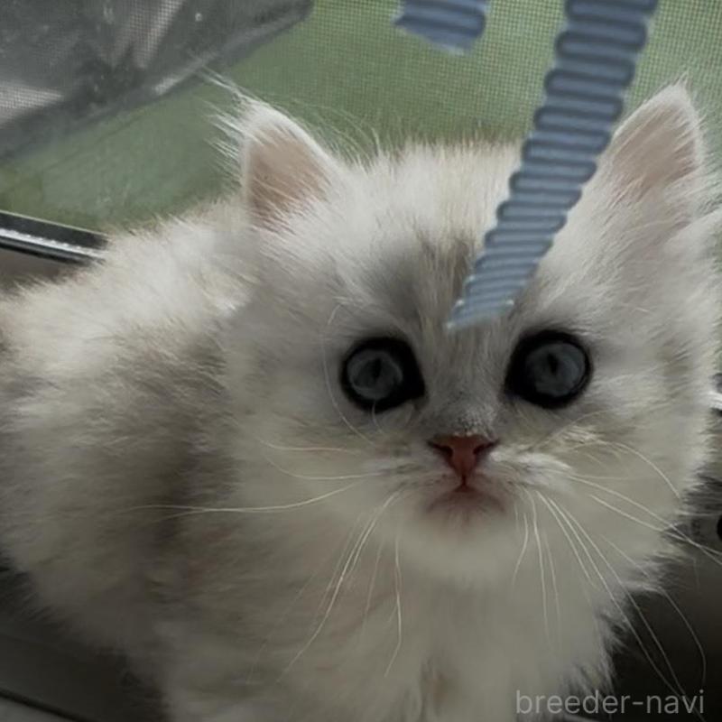 販売中の埼玉県のミヌエット(短足)-139091の3枚目