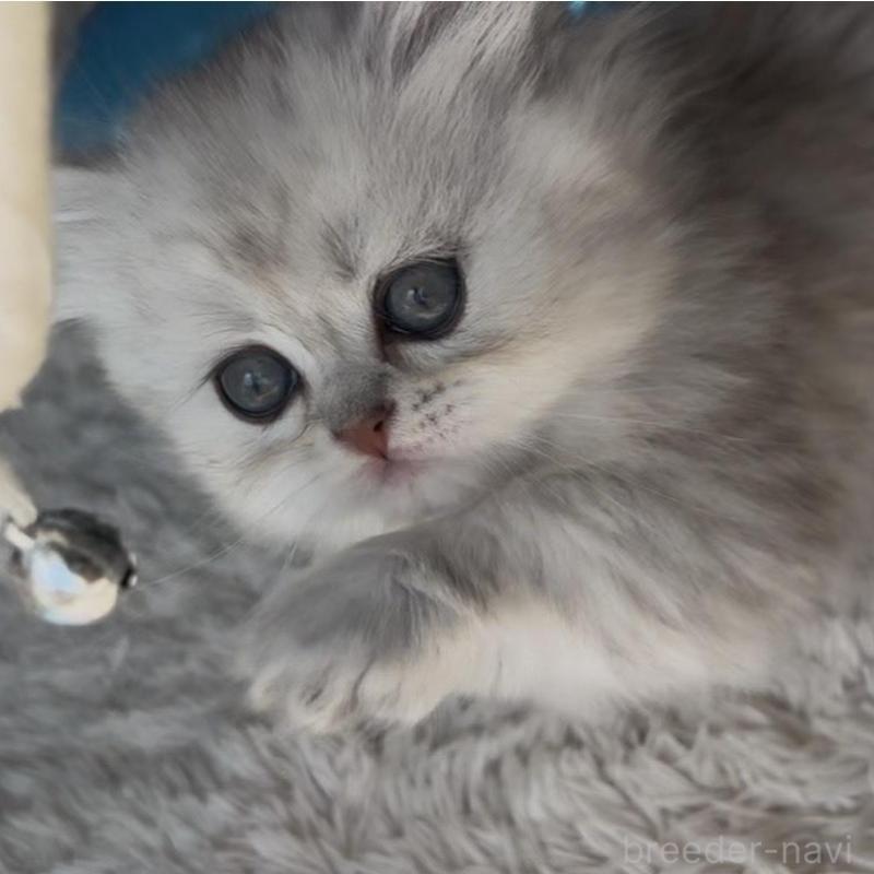 販売中の埼玉県のミヌエット(短足)-139091の2枚目