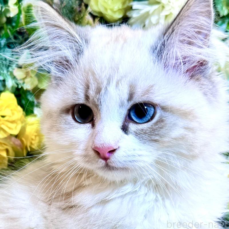 販売中の愛媛県のサイベリアン-136739