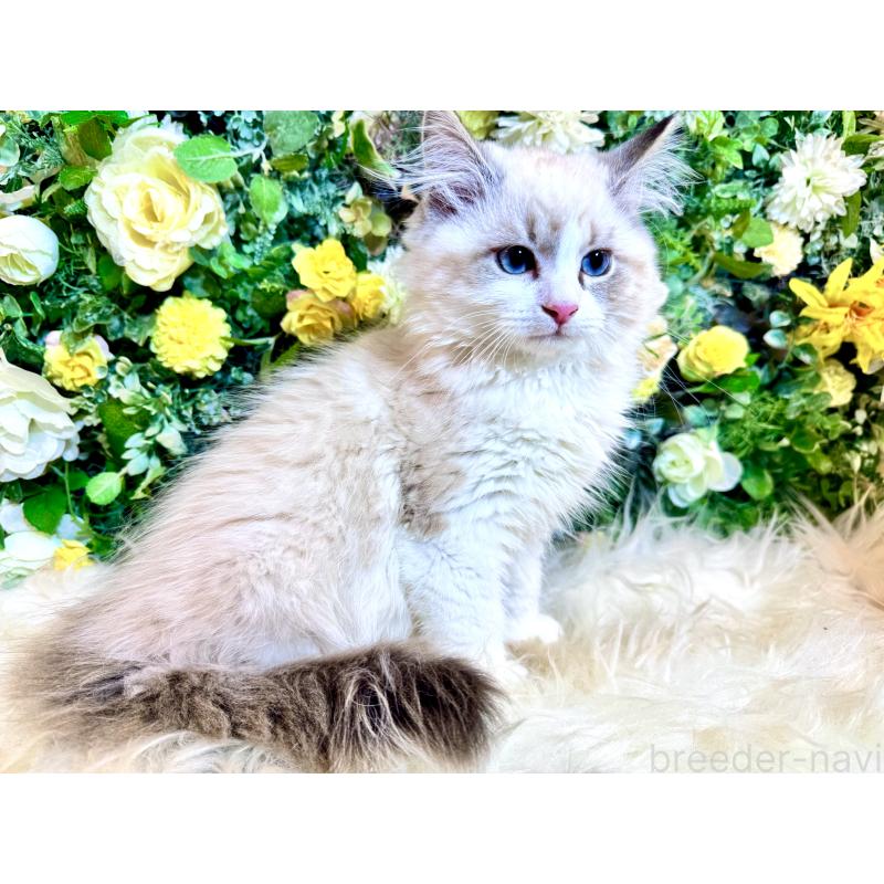 商談中の愛媛県のサイベリアン-136739の12枚目