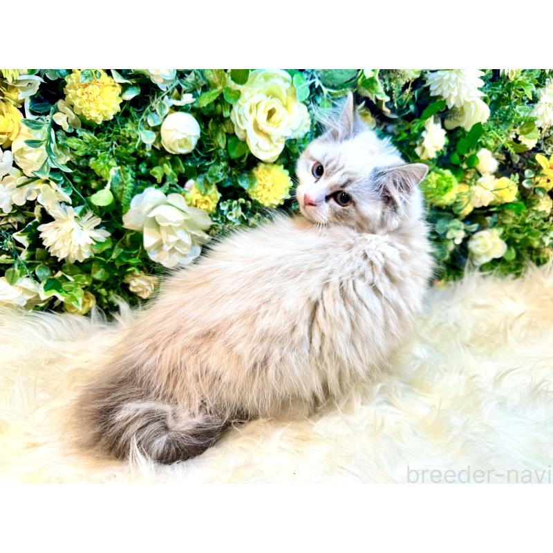 商談中の愛媛県のサイベリアン-136739の11枚目