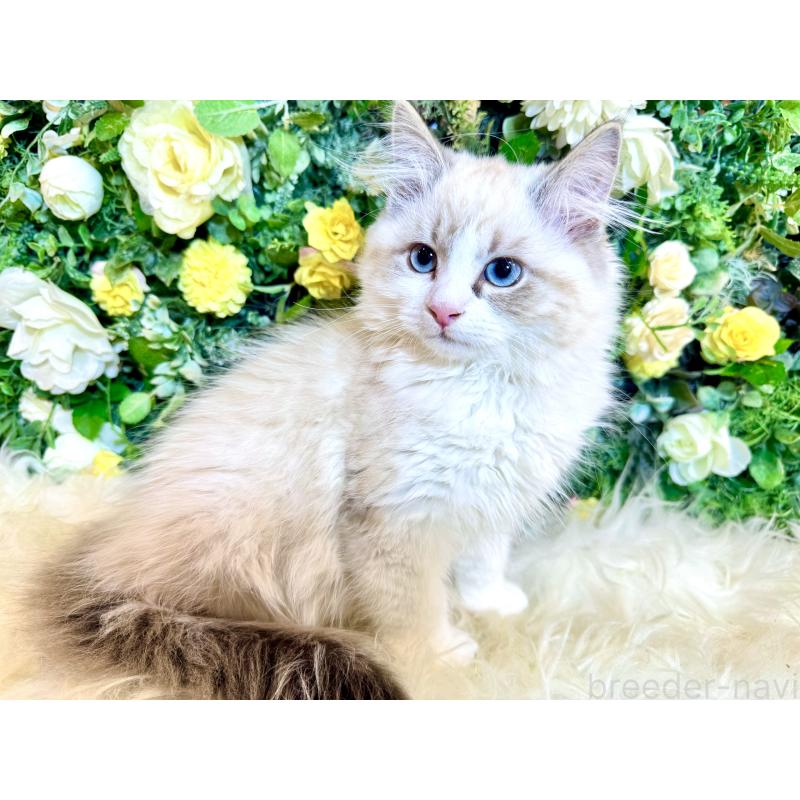 商談中の愛媛県のサイベリアン-136739の10枚目