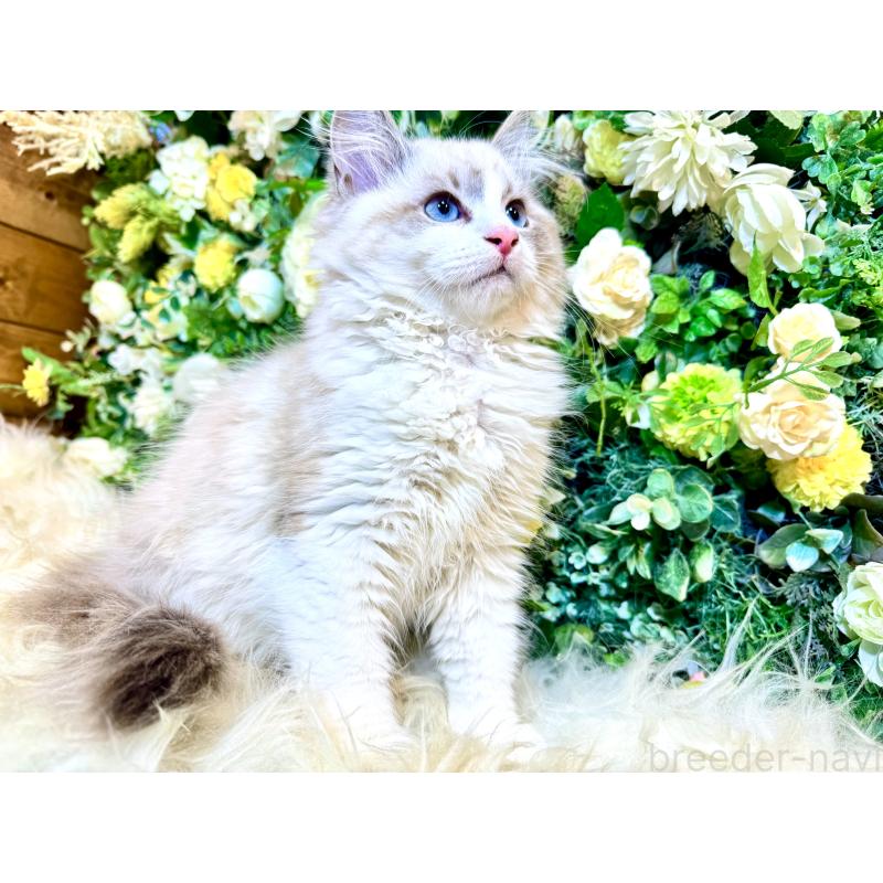 商談中の愛媛県のサイベリアン-136739の9枚目