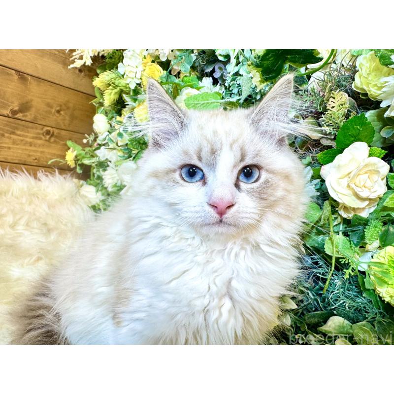 商談中の愛媛県のサイベリアン-136739の8枚目