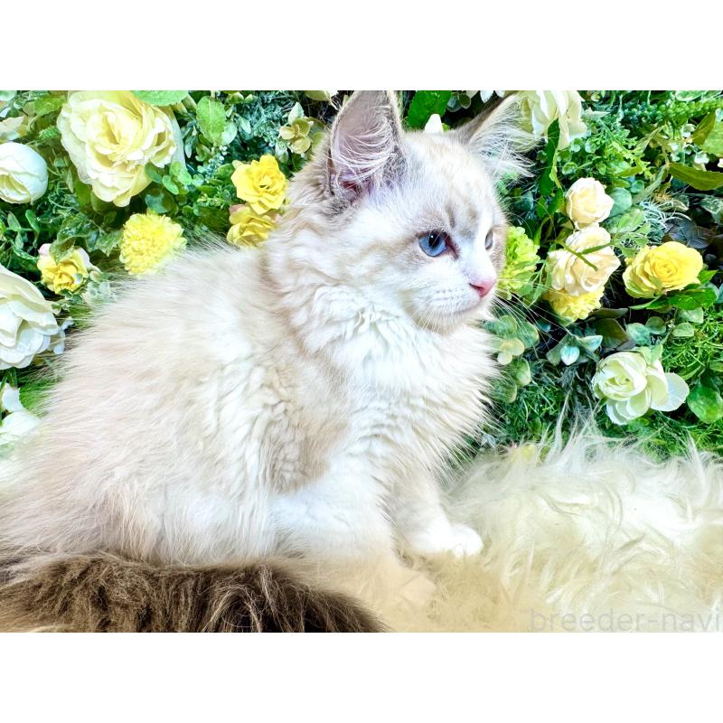 商談中の愛媛県のサイベリアン-136739の7枚目