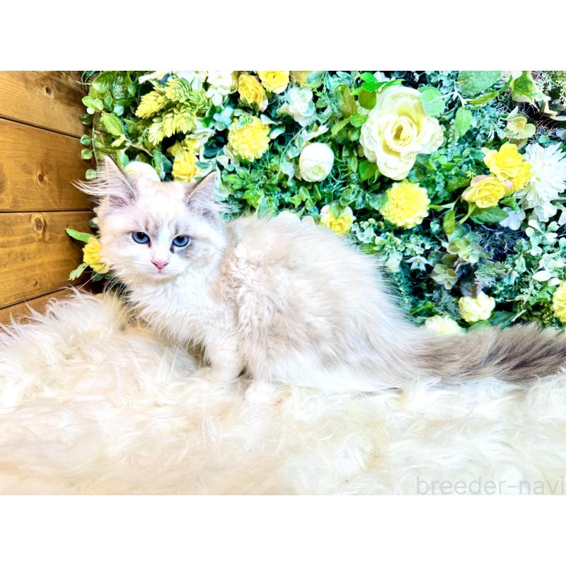 商談中の愛媛県のサイベリアン-136739の6枚目