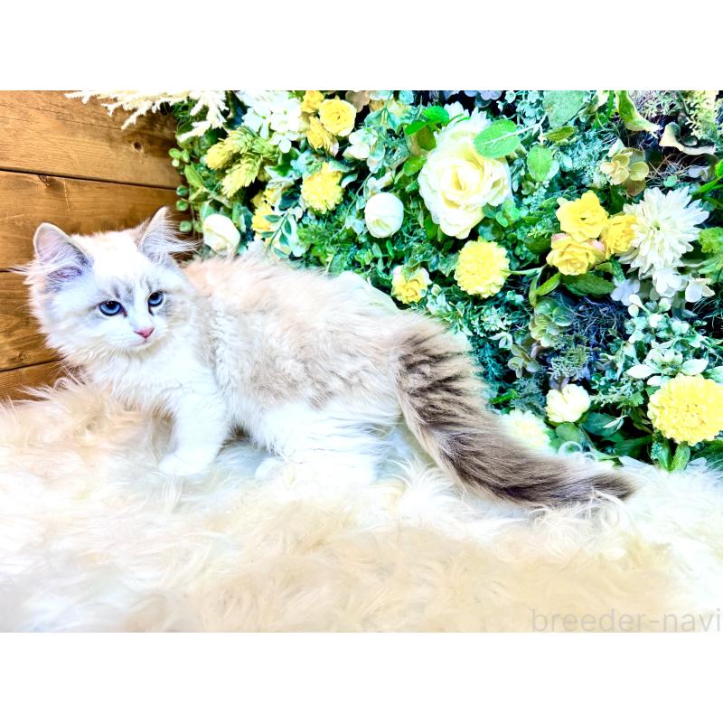 商談中の愛媛県のサイベリアン-136739の5枚目