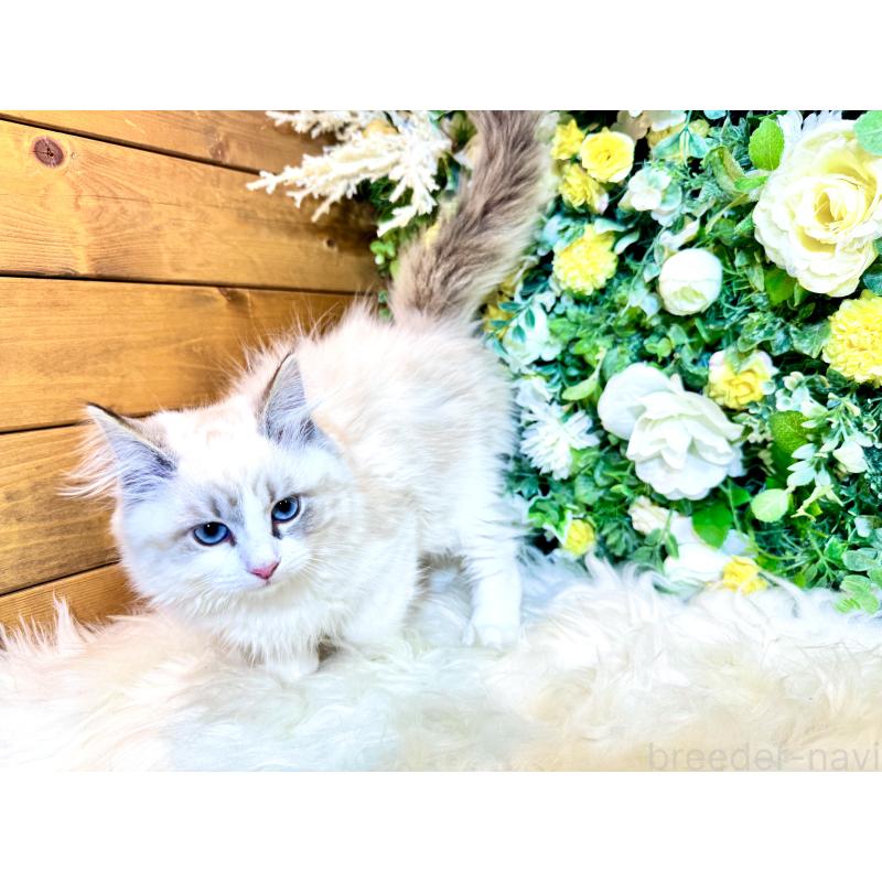 商談中の愛媛県のサイベリアン-136739の4枚目