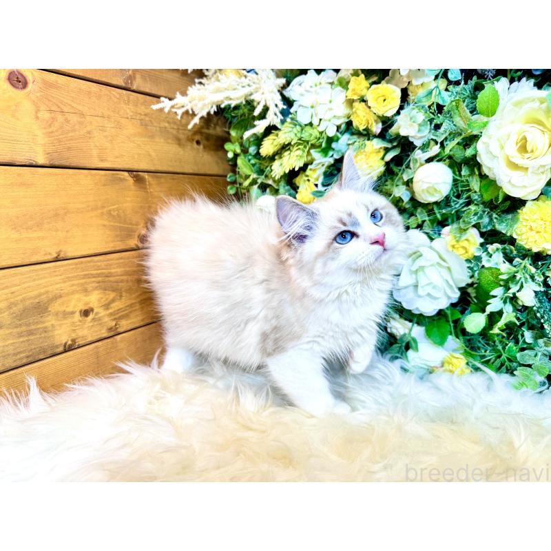 商談中の愛媛県のサイベリアン-136739の3枚目