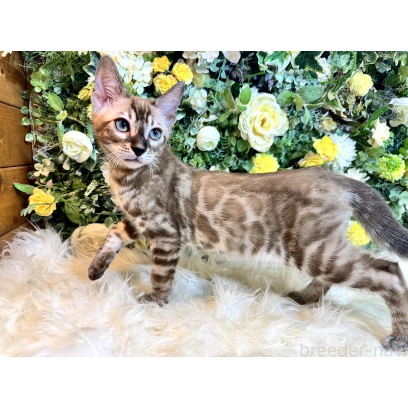 販売中の愛媛県のベンガル-136737の11枚目