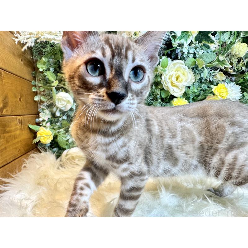 販売中の愛媛県のベンガル-136737の10枚目