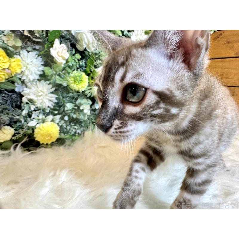 販売中の愛媛県のベンガル-136737の9枚目