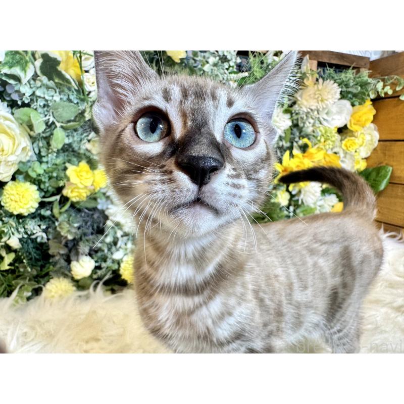 販売中の愛媛県のベンガル-136737の8枚目