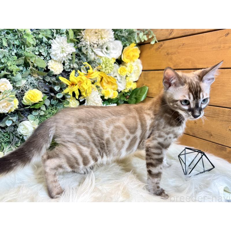 販売中の愛媛県のベンガル-136737の7枚目