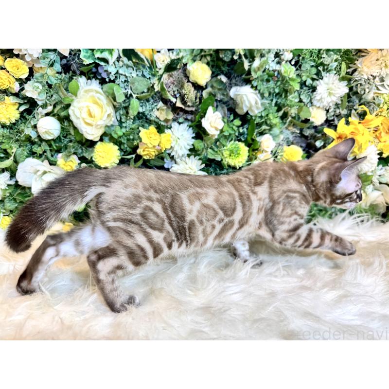 販売中の愛媛県のベンガル-136737の6枚目