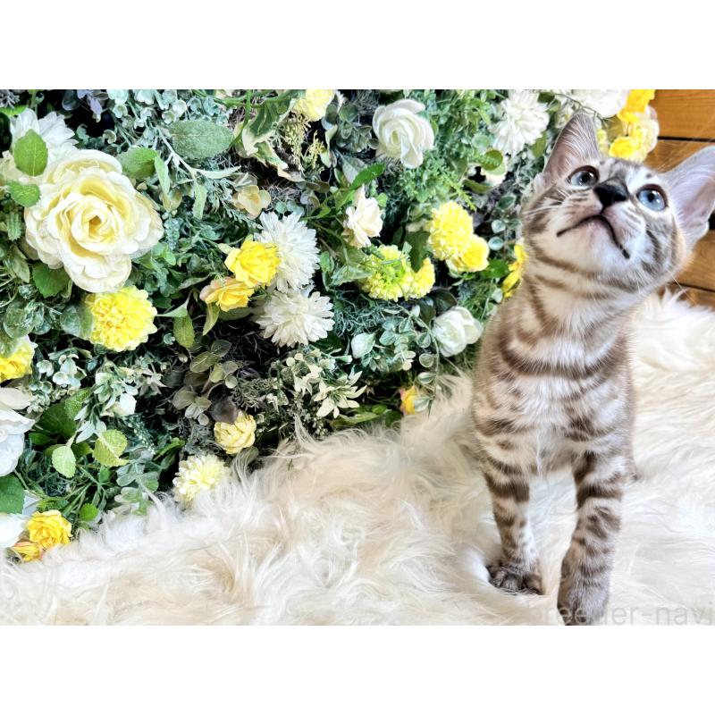 販売中の愛媛県のベンガル-136737の5枚目