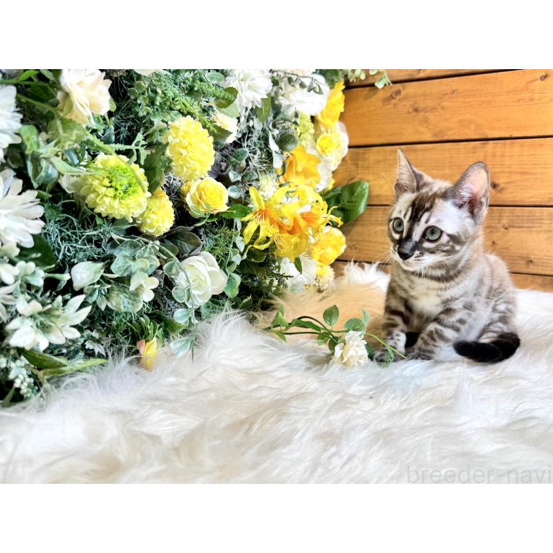 販売中の愛媛県のベンガル-136737の4枚目