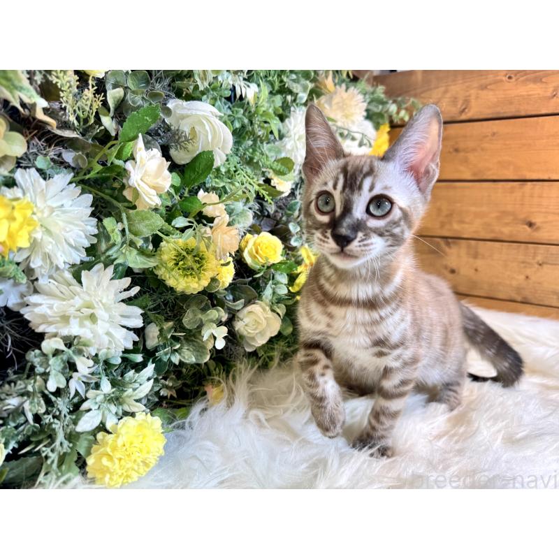 販売中の愛媛県のベンガル-136737の3枚目