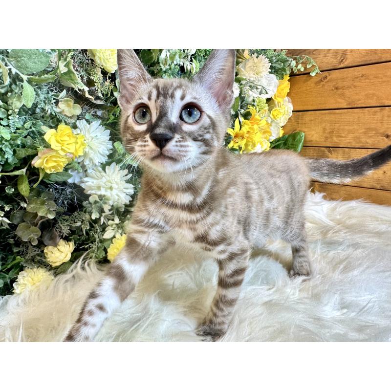 販売中の愛媛県のベンガル-136737の2枚目