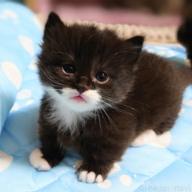 販売中の埼玉県のミヌエット(短足)-138823