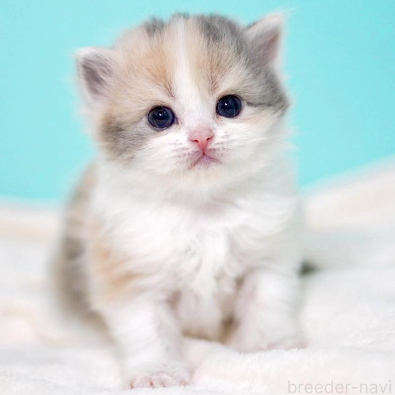 販売中の東京都のサイベリアン-139092