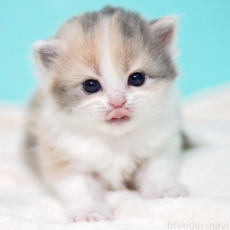 販売中の東京都のサイベリアン-139092の15枚目