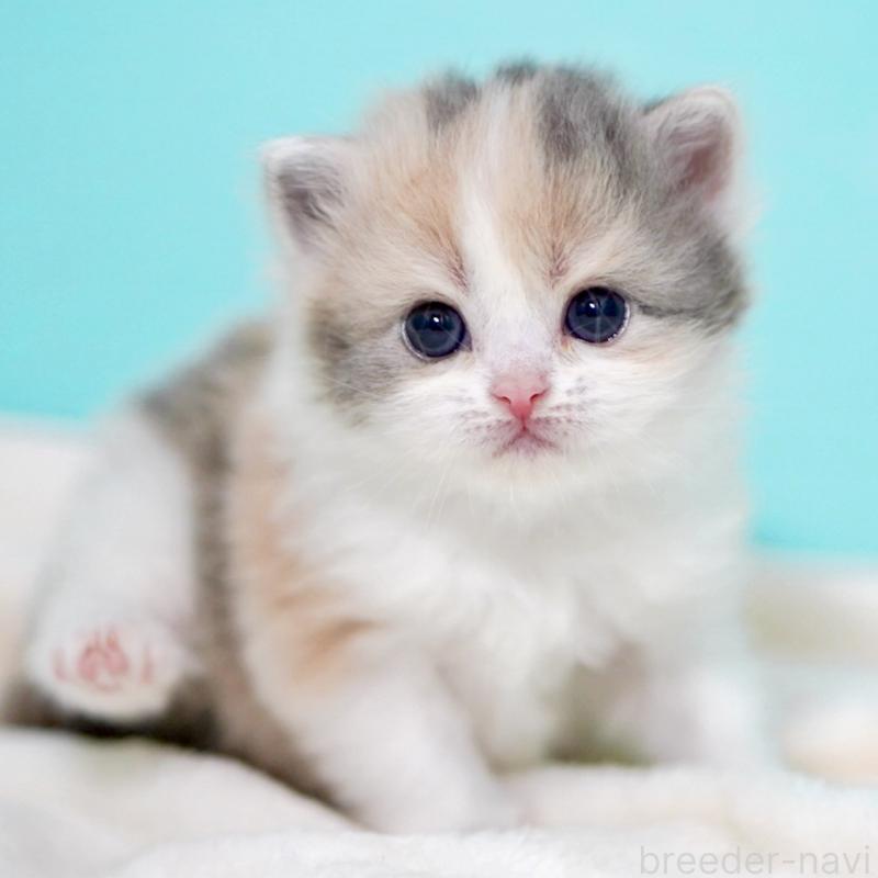 販売中の東京都のサイベリアン-139092の14枚目