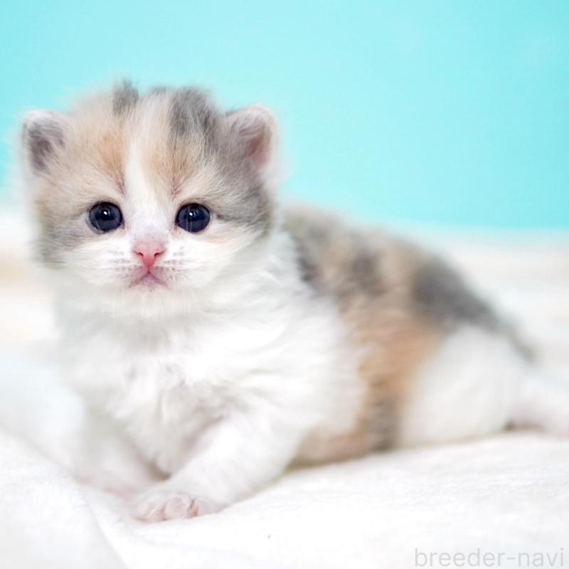 販売中の東京都のサイベリアン-139092の13枚目